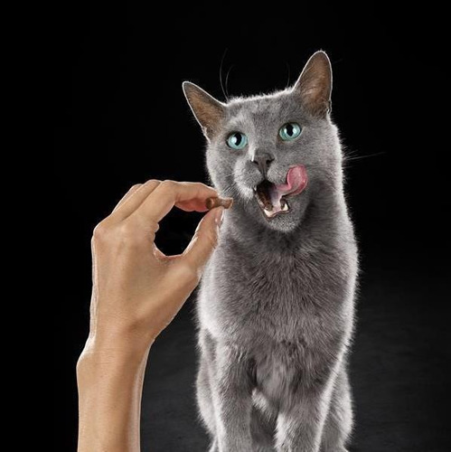 Imagen 6 de 8 de Sheba Alimento Húmedo Para Gato Adulto Salmón Sobre 85 G X10