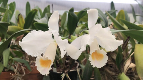 Cattleya Y Orquídea Maxillaria Con Envío 