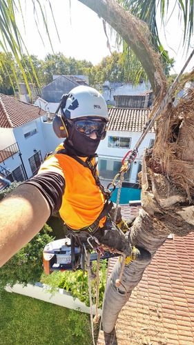 Poda De Arboles Tala Extracciones De Raiz Palmeras Gaston