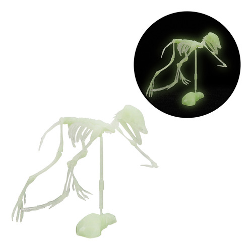 Ensamblaje De Esqueleto Humano De Dinosaurio Noctilucente, C