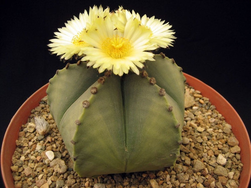 Cactos 10 Sementes Astrophytum Mix Cacto Estrela Flor | MercadoLivre