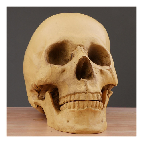 Cráneo Humano Artificial De Tamaño Real De 6,5 Pulgadas,