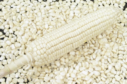 20 Kilo De Semilla De Maiz Blanco 