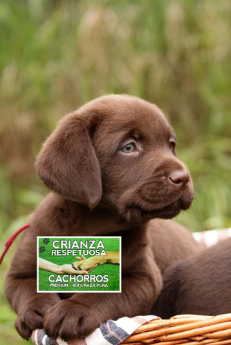 Labrador Retriever Machitos Hermosos 24 Meses Garantia Salud