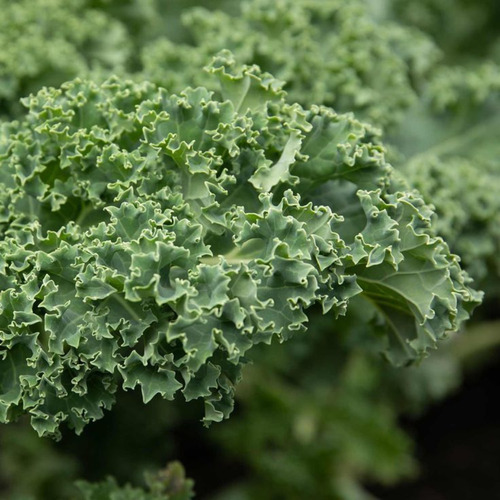 Kale En Hojuelas Badia 226gr