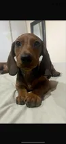 Comprar Cachorro Salchicha Dachshund