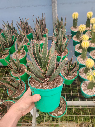 Aloe Coral Fire Aloe Hibrido Planta Exotica