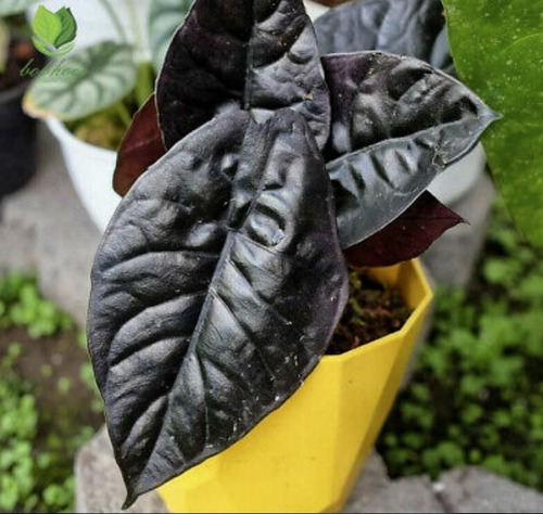 50 Semillas De Alocasia Black
