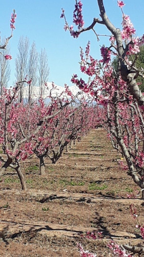 Imagen 4 de 6 de 29.9 Has En Colonia Las Rosas