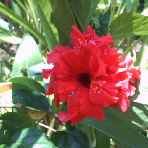 Cayena Roja Doble, Planta De Jardín