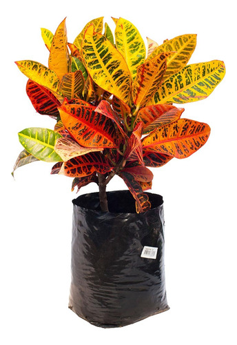 Planta Croton 