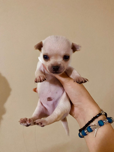 Venta Chihuahuas