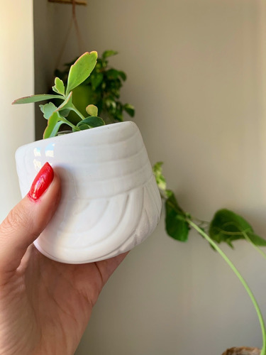 Planta Con Maceta Pequeña De Ceramica