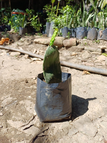 Esqueje De Nopal Criollo Huasteco Contenido 1 Planta