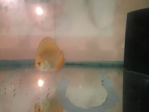 Peixe Acará Disco Red Malboro Filhote 5cm