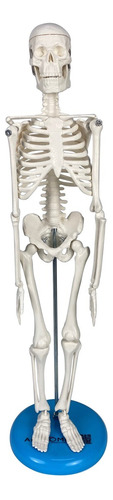 Esqueleto Humano Para Estudo Anatomia 45cm