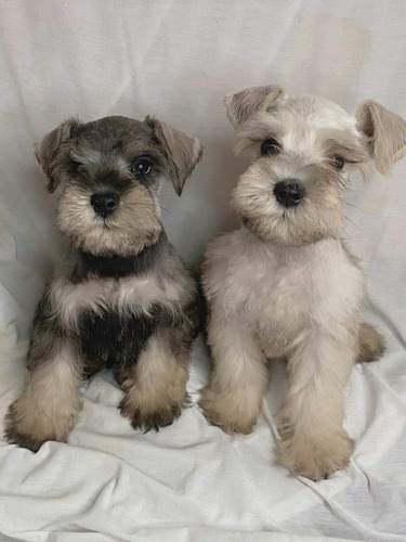 Schnauzer Mini