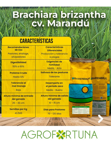 Semillas De Pasto Brachiaria Brizantha Cv Marandu