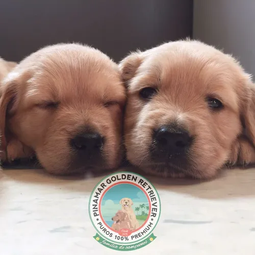 Golden Retriever Premium De Selección - Criados Con Amor