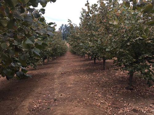 Agrícola En Venta En Gorbea