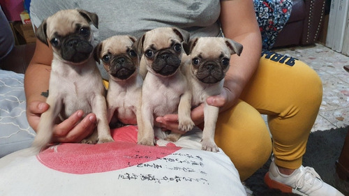 Cachorros Pug  Hembras 