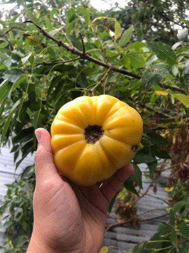 Semillas Envío Gratis 15 Variedades Huerta Organica