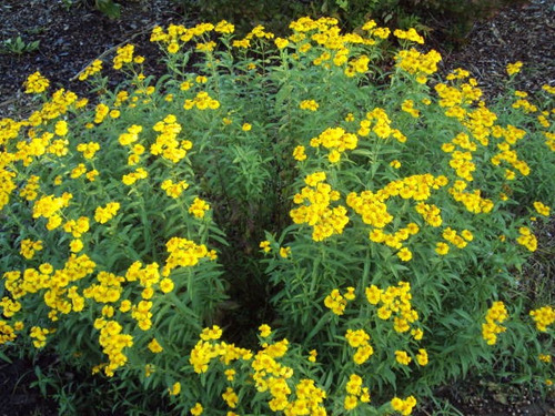 Sementes Tarragon Mexicano Tagetes Lucida  Estragão Espanhol