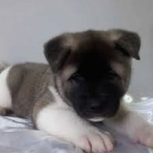 Imagen 2 de 3 de Akita Americano