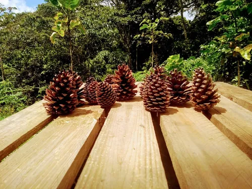 comprar Piñitas Naturales De Pino Adornos De Navidad