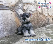 Comprar Venta De Cachorros Schnauzer En Boca Del Rio Veracruz