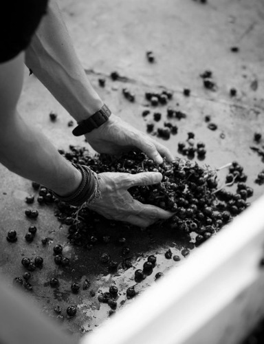 Zuccardi Poligonos Tupungato Semillon