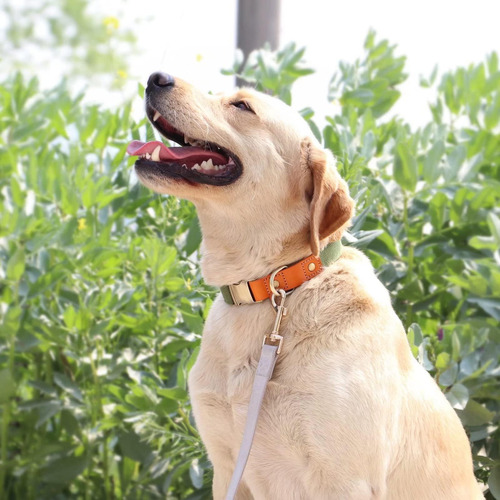 Didog Collares Para Perros Duraderos, Collares Ajustables Pa