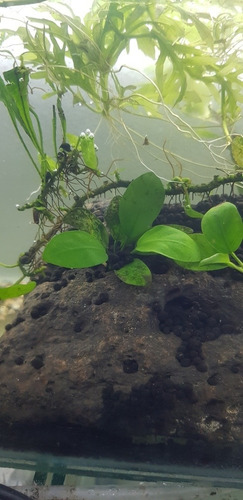 Imagen 3 de 4 de Planta Acuatica Anubia