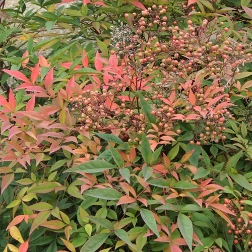 audiencia Desconfianza perjudicar Nandina Arbusto Ornamental