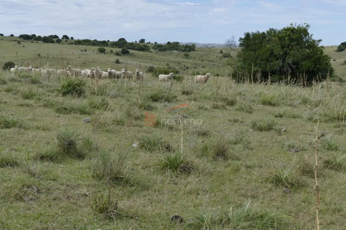 Ruta 39, A 47 Km De Punta Del Este, Venta De Campo Ganadero, Muy Panorámico Y Con Cañadas.