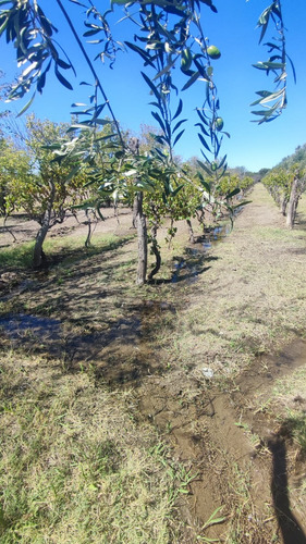 Lote En San Rafael - Loteo Olivia - Lotes Desde 300 M2