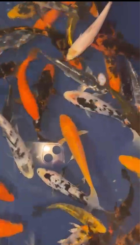 Carpas Koi Nishikigoi Coloridas 20cm Peixe Aquário Lago