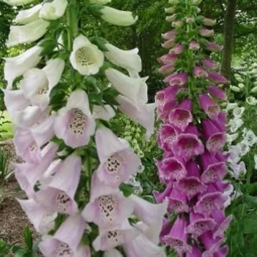 Dedaleira / Digitalis / Flor De Gloxinia Sortida - 0,3g à venda em Santo  André São Paulo por apenas R$ 11.00 - OCompra.com Brasil