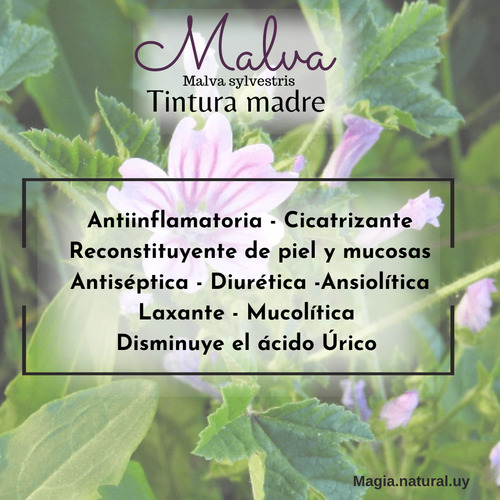 Homeopatía Tintura Madre Taco De Reina . Magia Natural.
