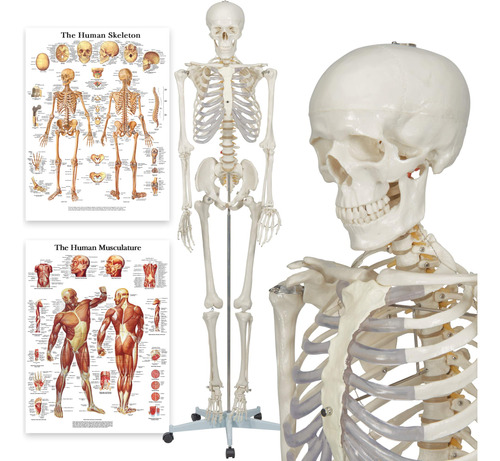 Modelo Anatomico Esqueleto Humano - Tamaño Real Incluye Do