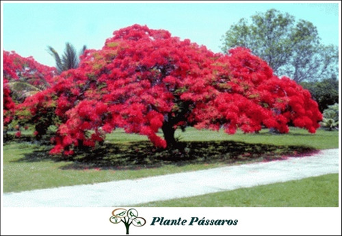 Kit 300 Sementes De Ipê + Jacarandá + Flamboyant P/ Mudas