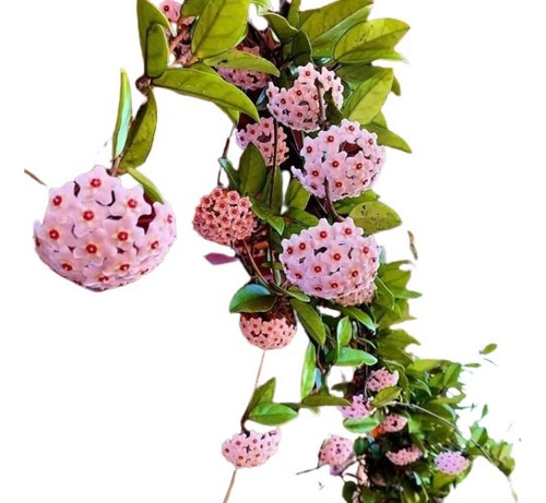 Clepia Trepadora Flor De Cera/hoya Carnosa (jd Plantas)