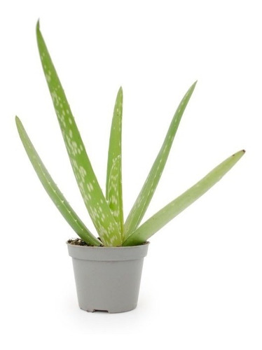 Muda De Aloe Barbadensis (aloe Vera) Enraizada Com 15cm/20cm