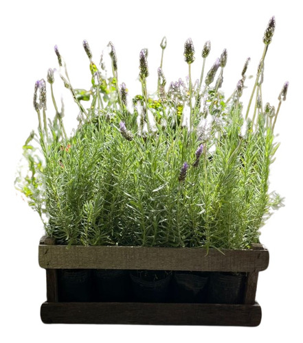 Plantas Lavanda Plantines Cajon X15 Unidades Oferta!! M12