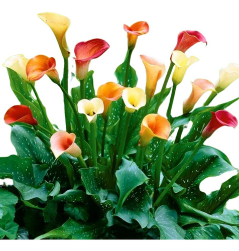 Baby Bulbos Calla Lily Alcatraz Colores