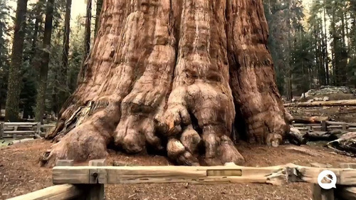 Secuoya Gigante ( Arbol ) Sequoia Sempervirens 1 - 1-20 M