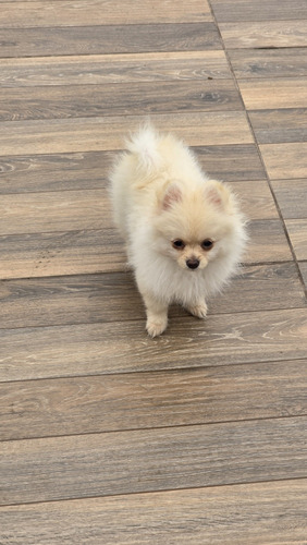 Filhote De Spitz Alemão(lulu Da Pomerânia)macho E Fêmea