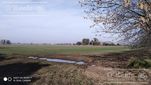 Imagen 17 de 29 de Chacra De 29 Has En Venta En Baradero - Ideal Fin De Semana Y Producción Agrícola