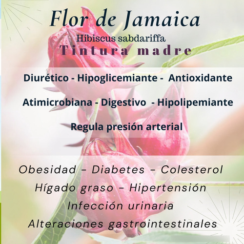 Homeopatía Tintura Madre Taco De Reina . Magia Natural.