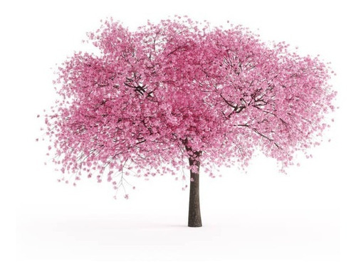 Cerejeira Sakura Okinawa - Prunus Campanulata -1 Muda Grande